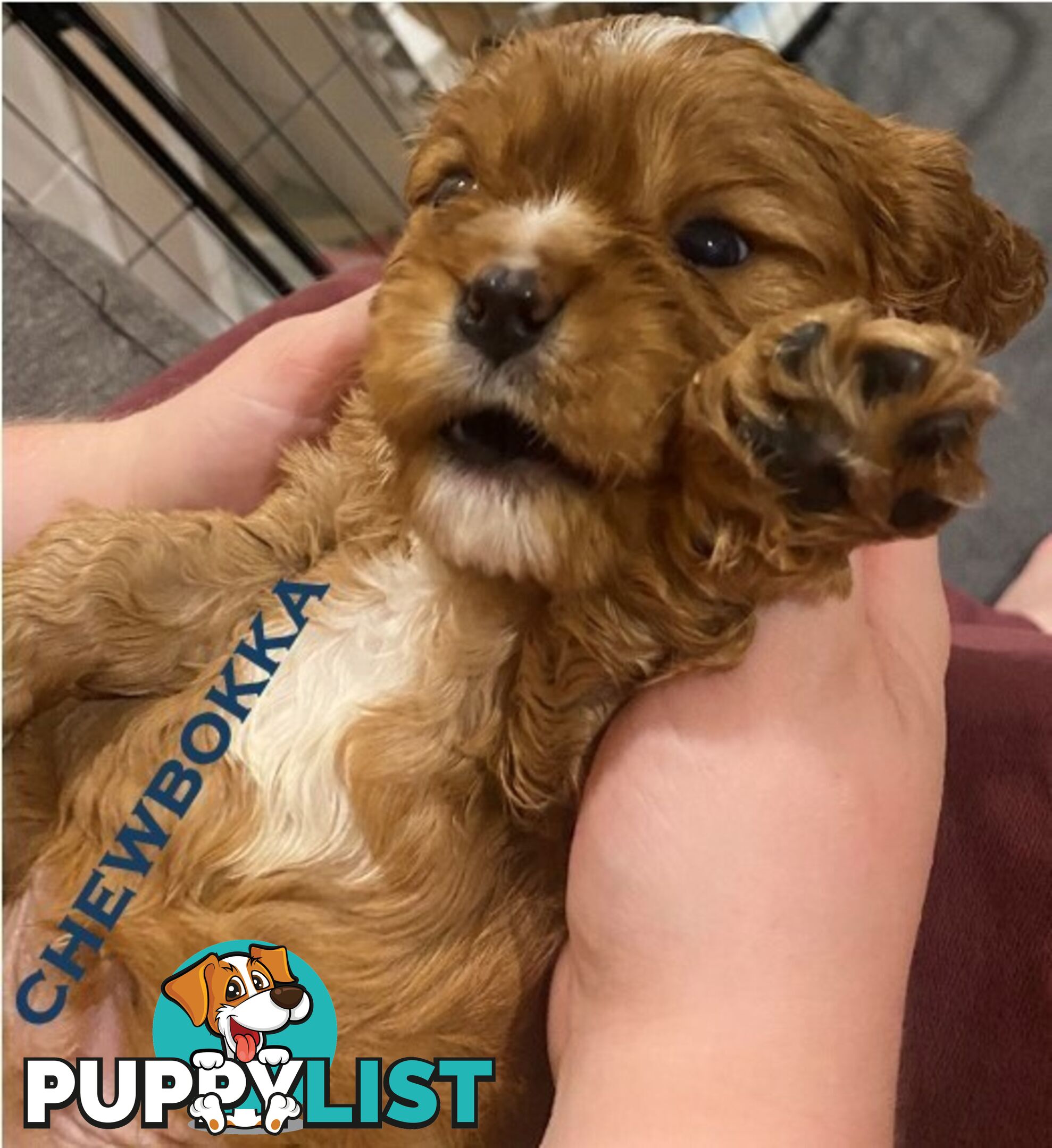King Charles Cavalier Puppies (pure bred)  - ready NOW