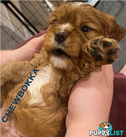 King Charles Cavalier Puppies - ready for fureva homes THIS SUNDAY! (11 May 2025)