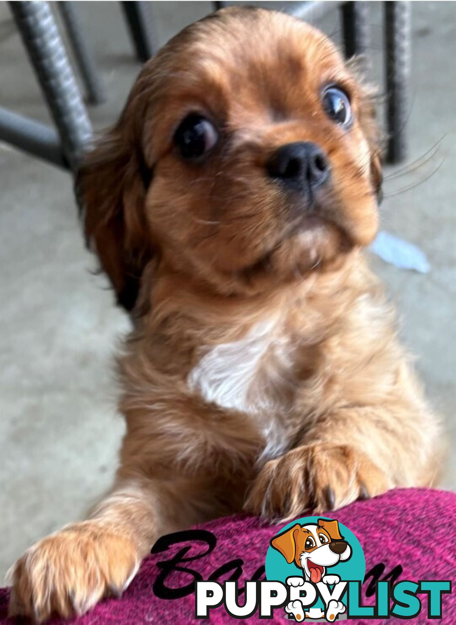 King Charles Cavalier Puppies (pure bred)  - ready NOW