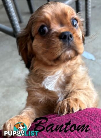 King Charles Cavalier Puppies (pure bred)  - ready NOW