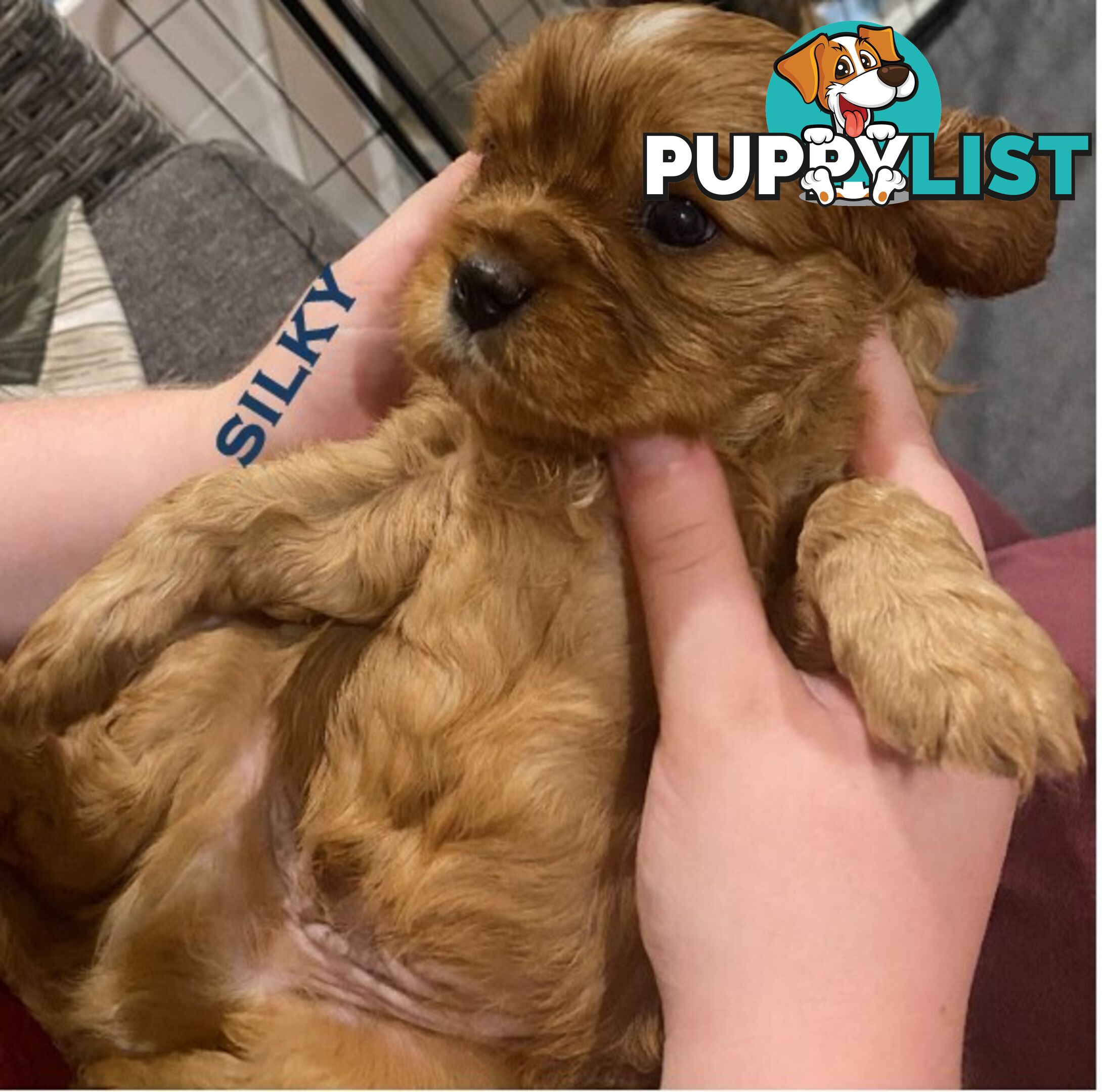 King Charles Cavalier Puppies (pure bred)  - ready NOW