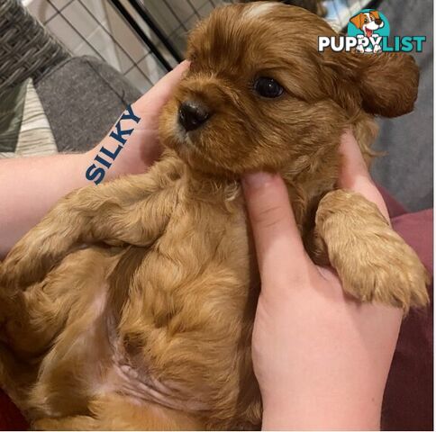 King Charles Cavalier Puppies - ready for fureva homes THIS SUNDAY! (11 May 2025)