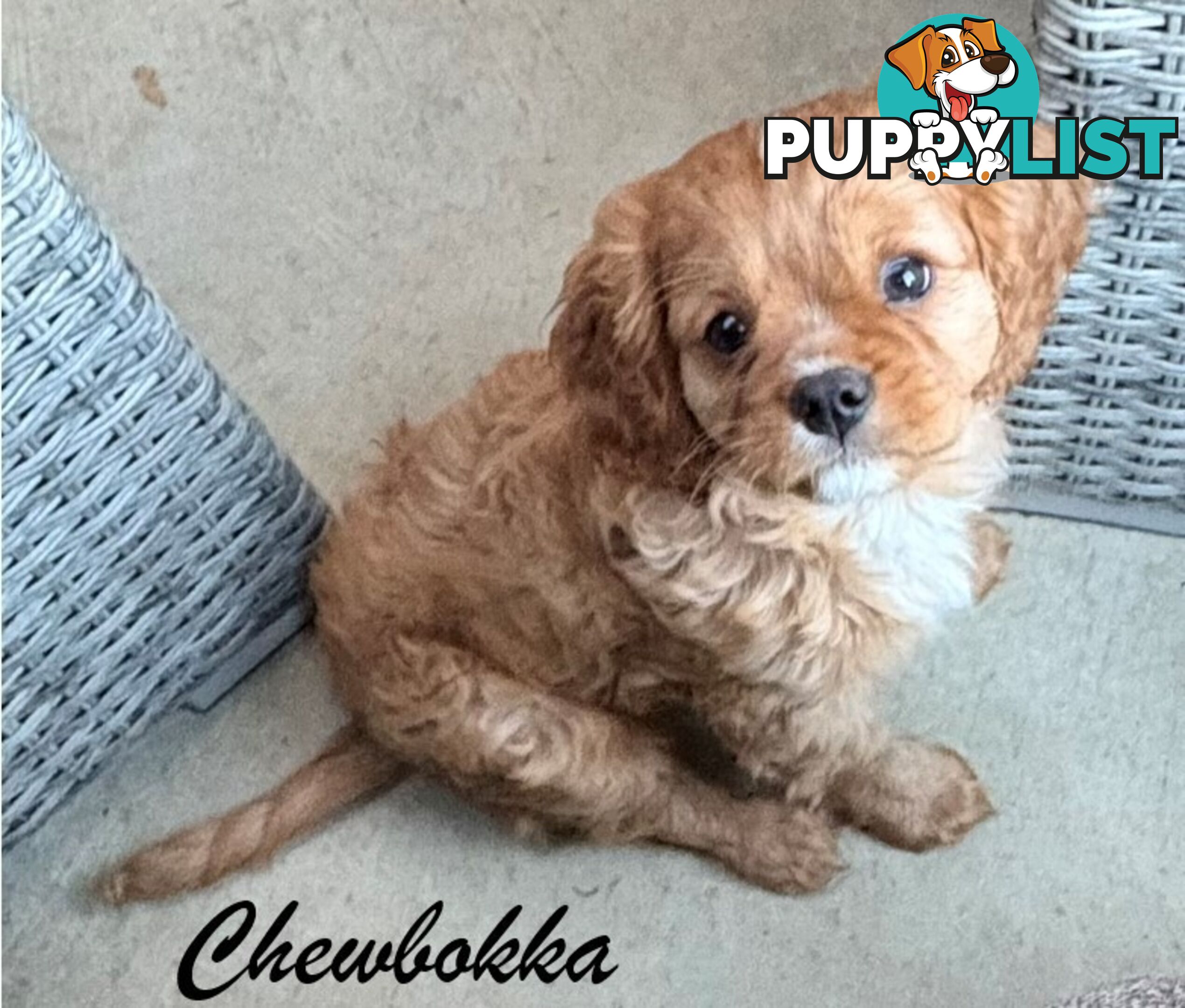 King Charles Cavalier Puppies (pure bred)  - ready NOW