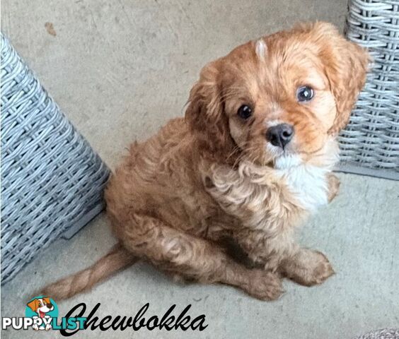 King Charles Cavalier Puppies (pure bred)  - ready NOW