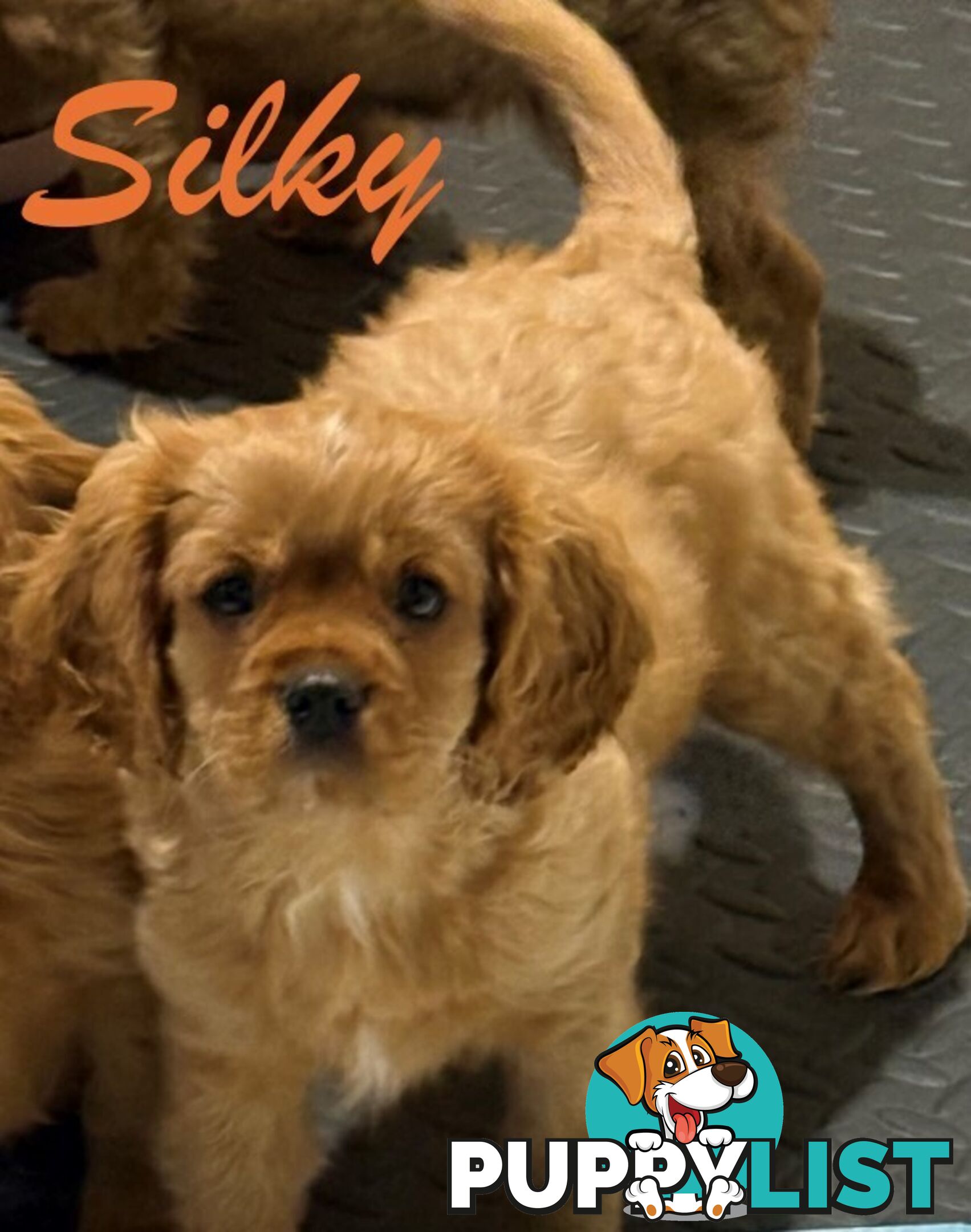 King Charles Cavalier Puppies (pure bred)  - ready NOW