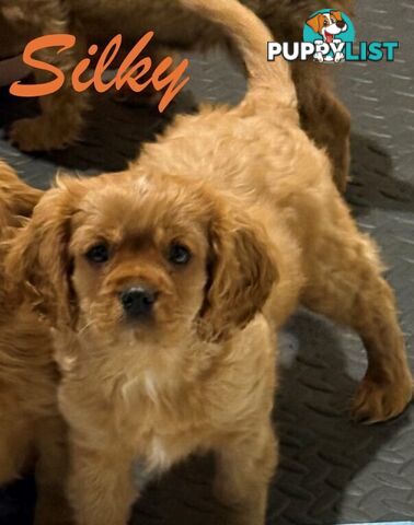 King Charles Cavalier Puppies (pure bred)  - ready NOW