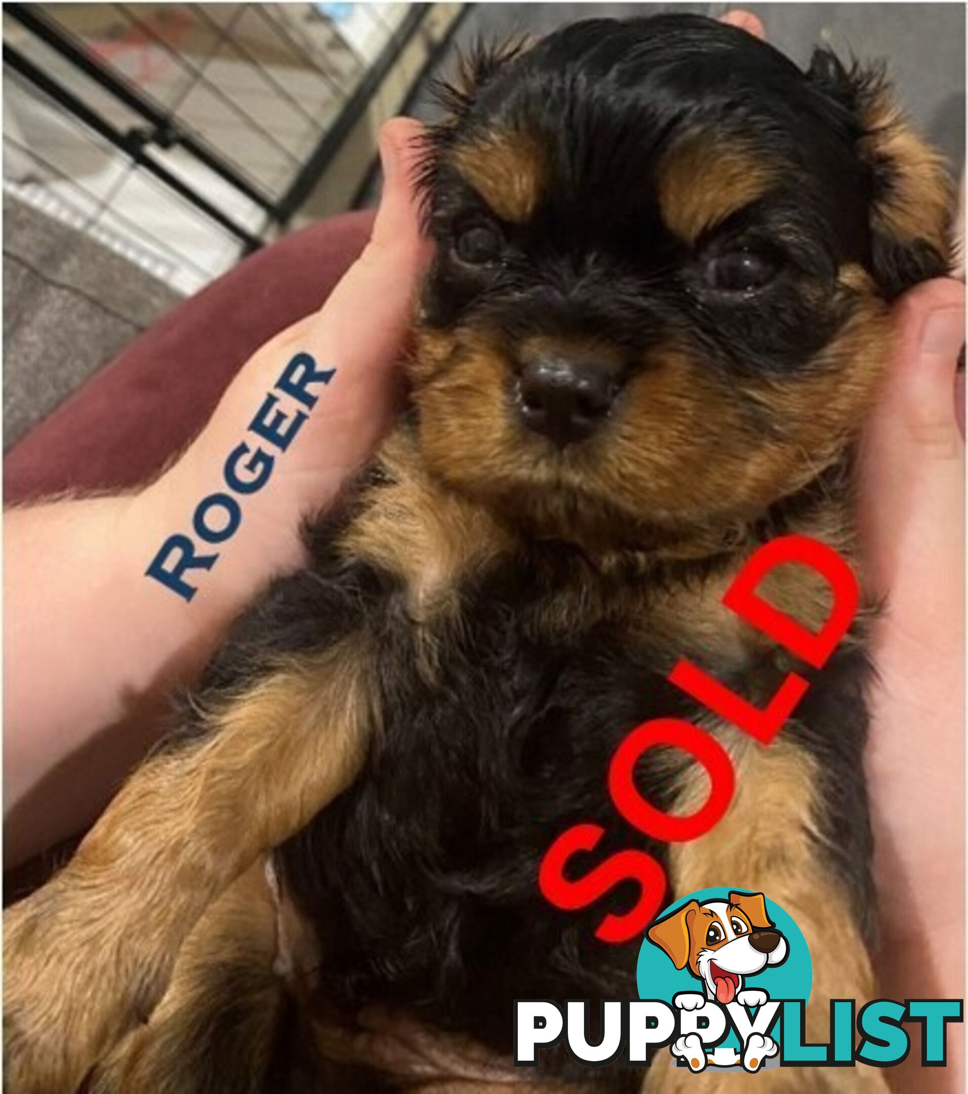 King Charles Cavalier Puppies (pure bred)  - ready NOW