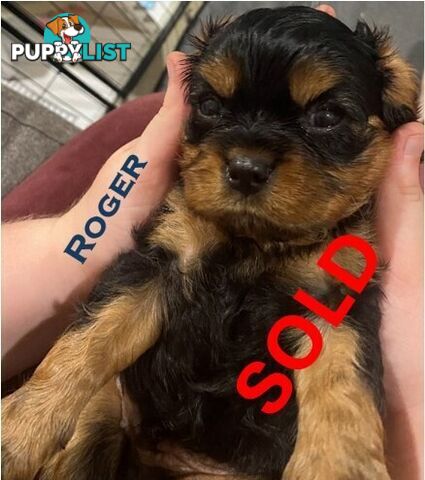 King Charles Cavalier Puppies (pure bred)  - ready NOW
