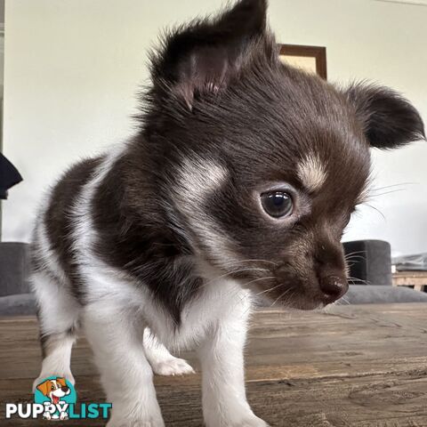 1 Purebred Female Chihuahua Puppy