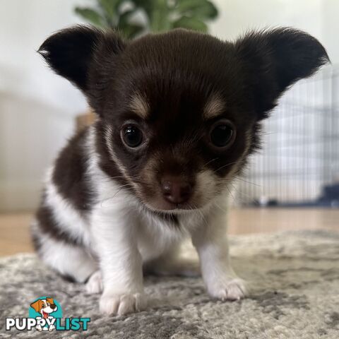 1 Purebred Female Chihuahua Puppy