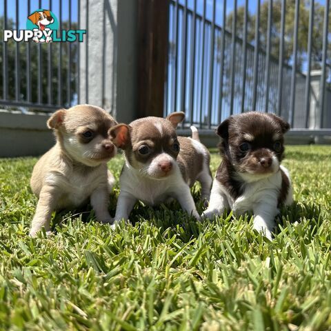 3 x Purebred Female Chihuahua Puppies