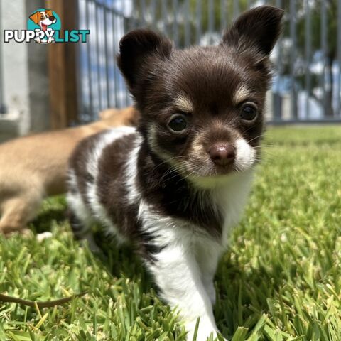 1 Purebred Female Chihuahua Puppy