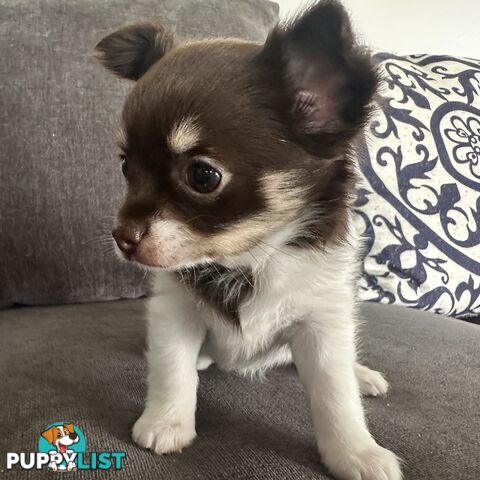 1 Purebred Female Chihuahua Puppy