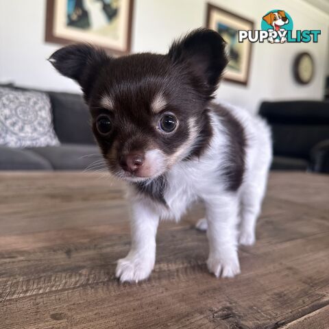 1 Purebred Female Chihuahua Puppy