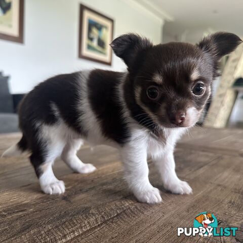 1 Purebred Female Chihuahua Puppy