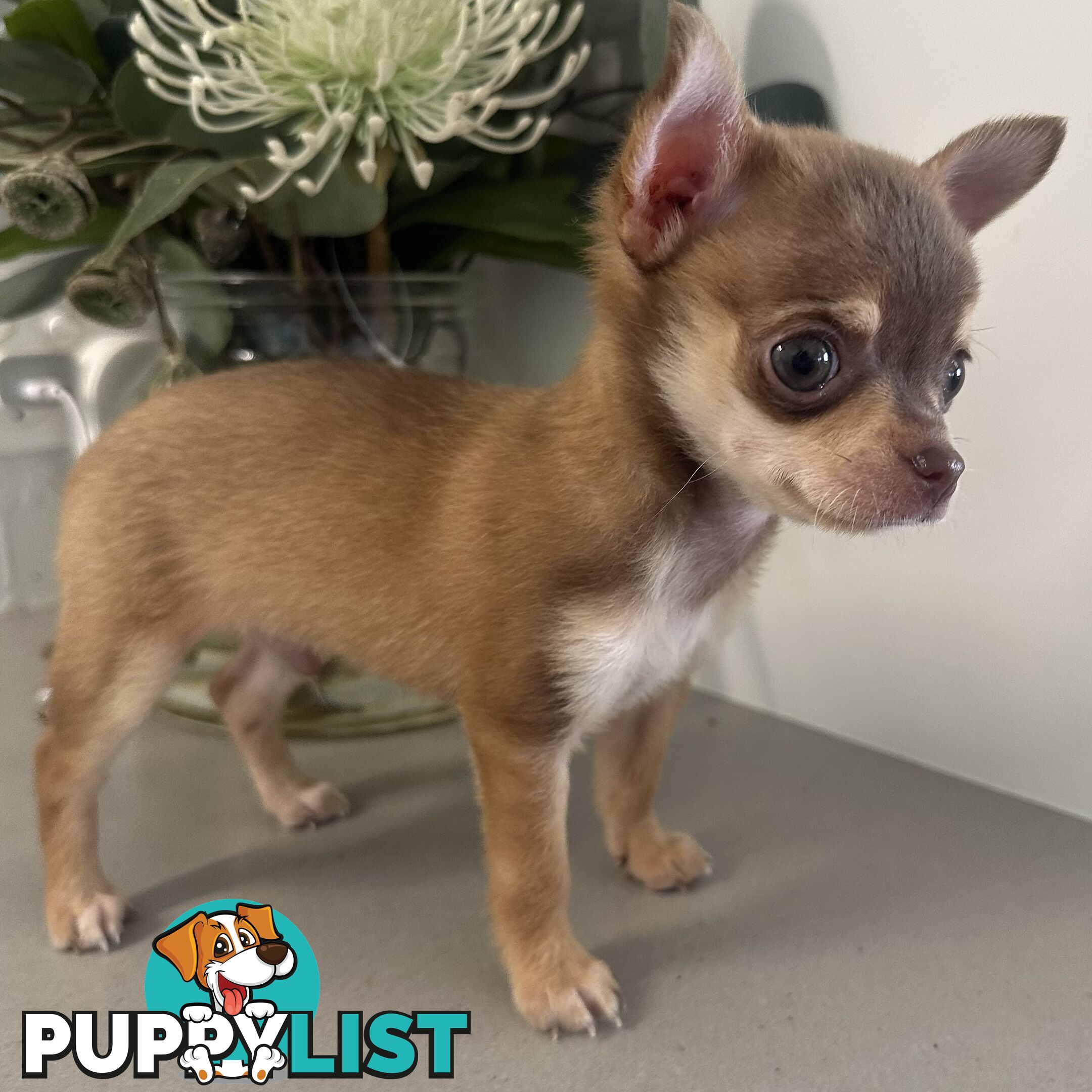 TINY Purebred Applehead Chihuahua