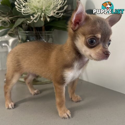 TINY Purebred Applehead Chihuahua