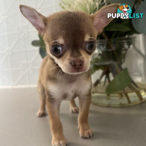 TINY Purebred Applehead Chihuahua