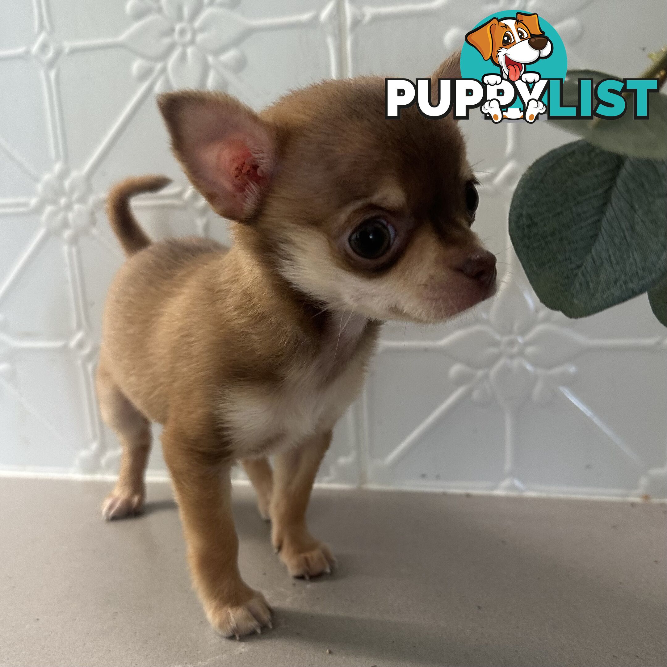 TINY Purebred Applehead Chihuahua