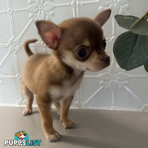 TINY Purebred Applehead Chihuahua