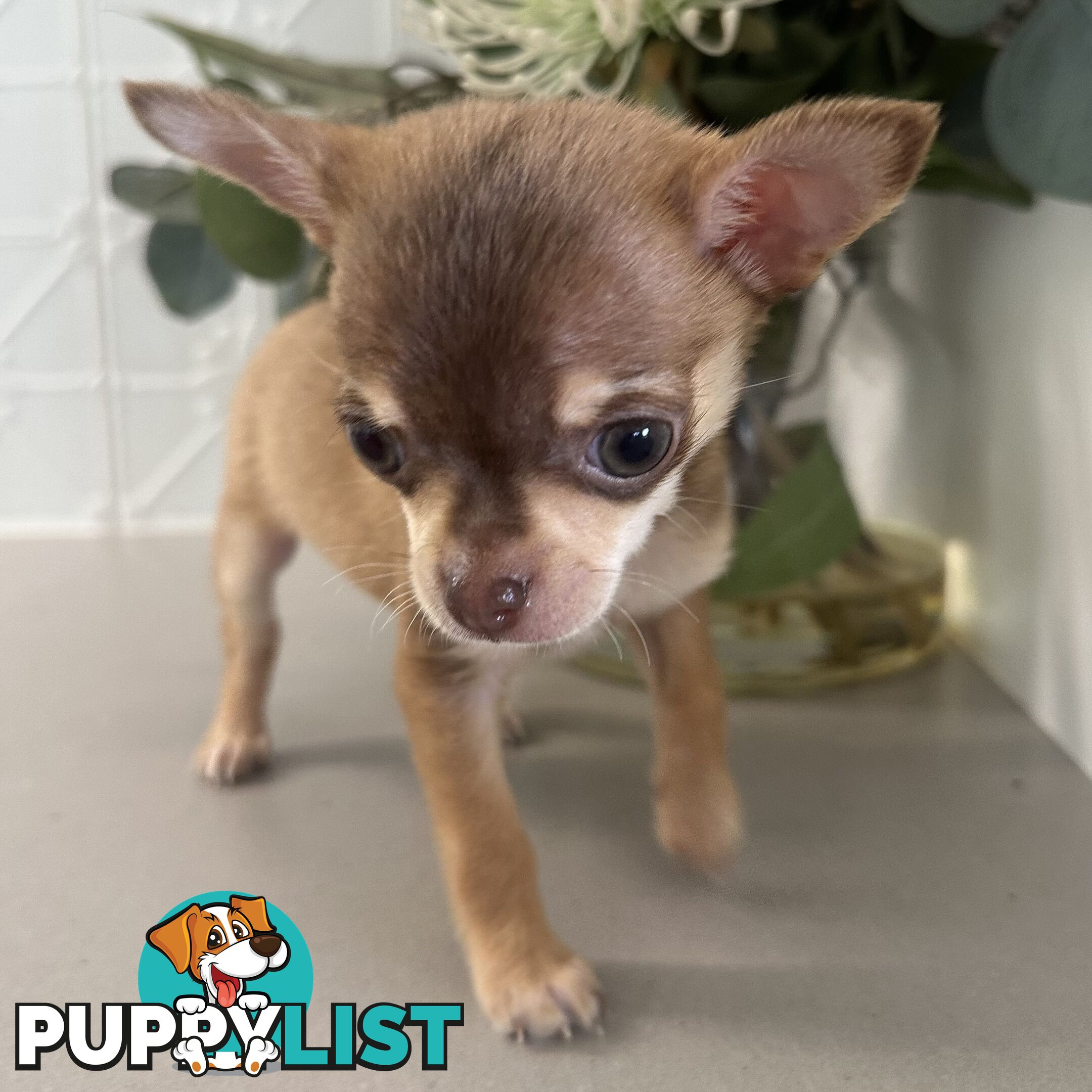 TINY Purebred Applehead Chihuahua