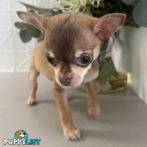 TINY Purebred Applehead Chihuahua