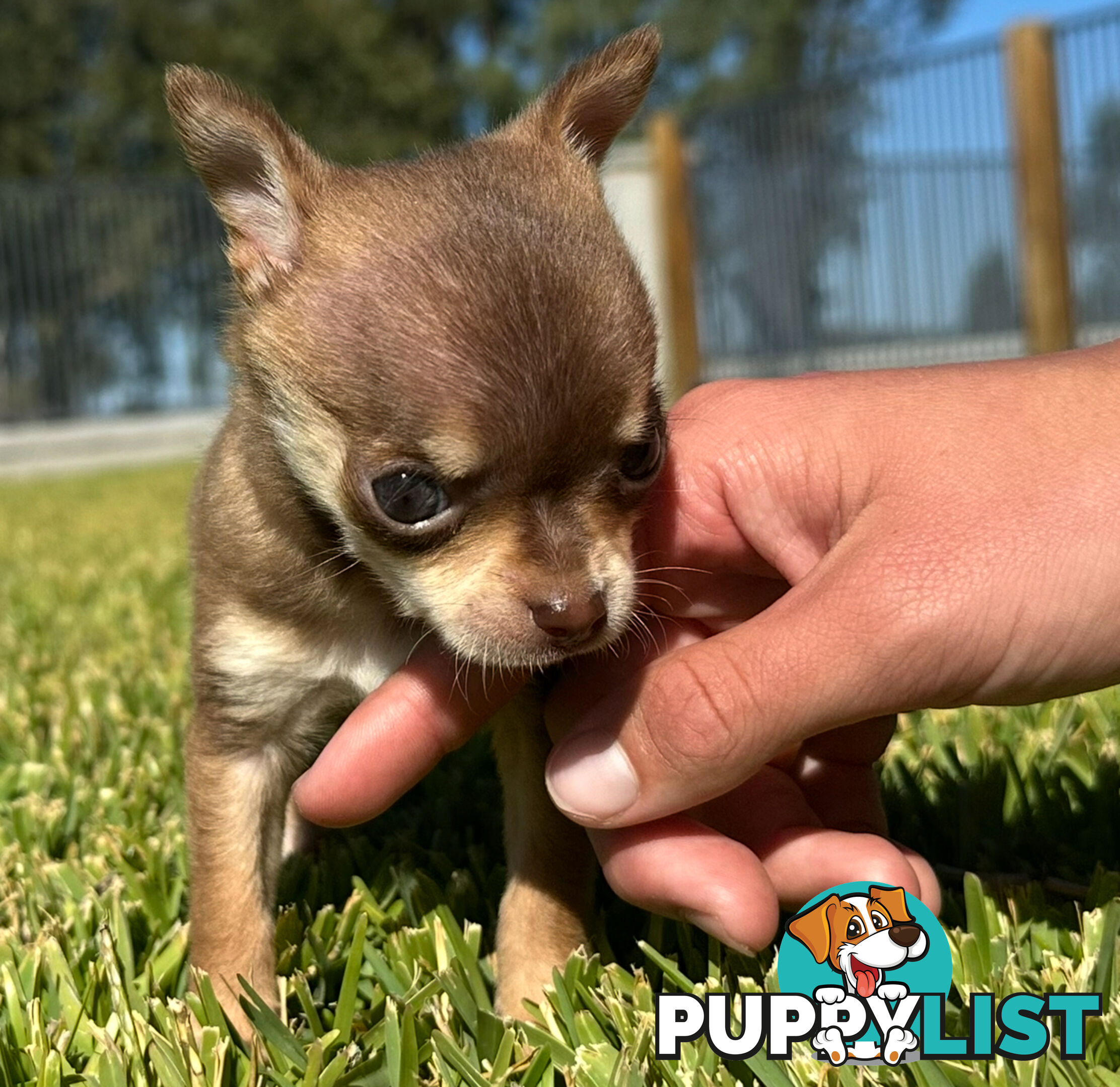 TINY Purebred Applehead Chihuahua