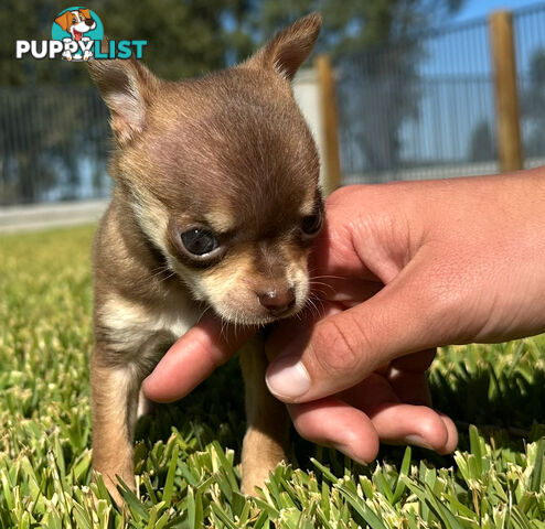 TINY Purebred Applehead Chihuahua