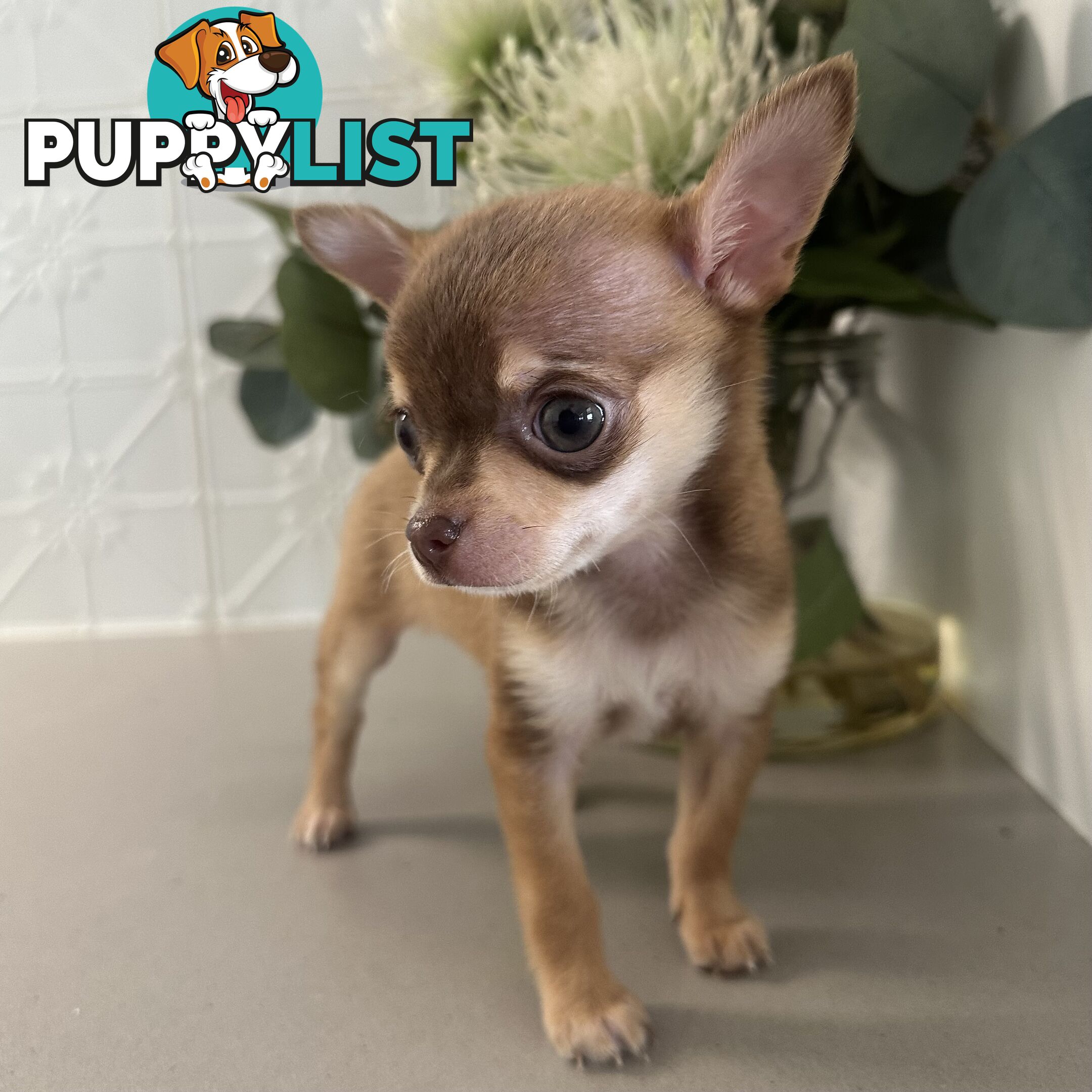 TINY Purebred Applehead Chihuahua
