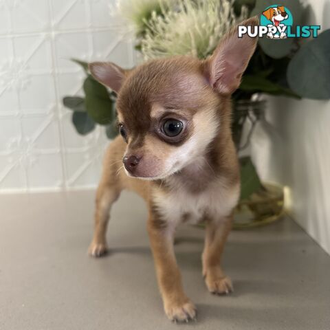 TINY Purebred Applehead Chihuahua
