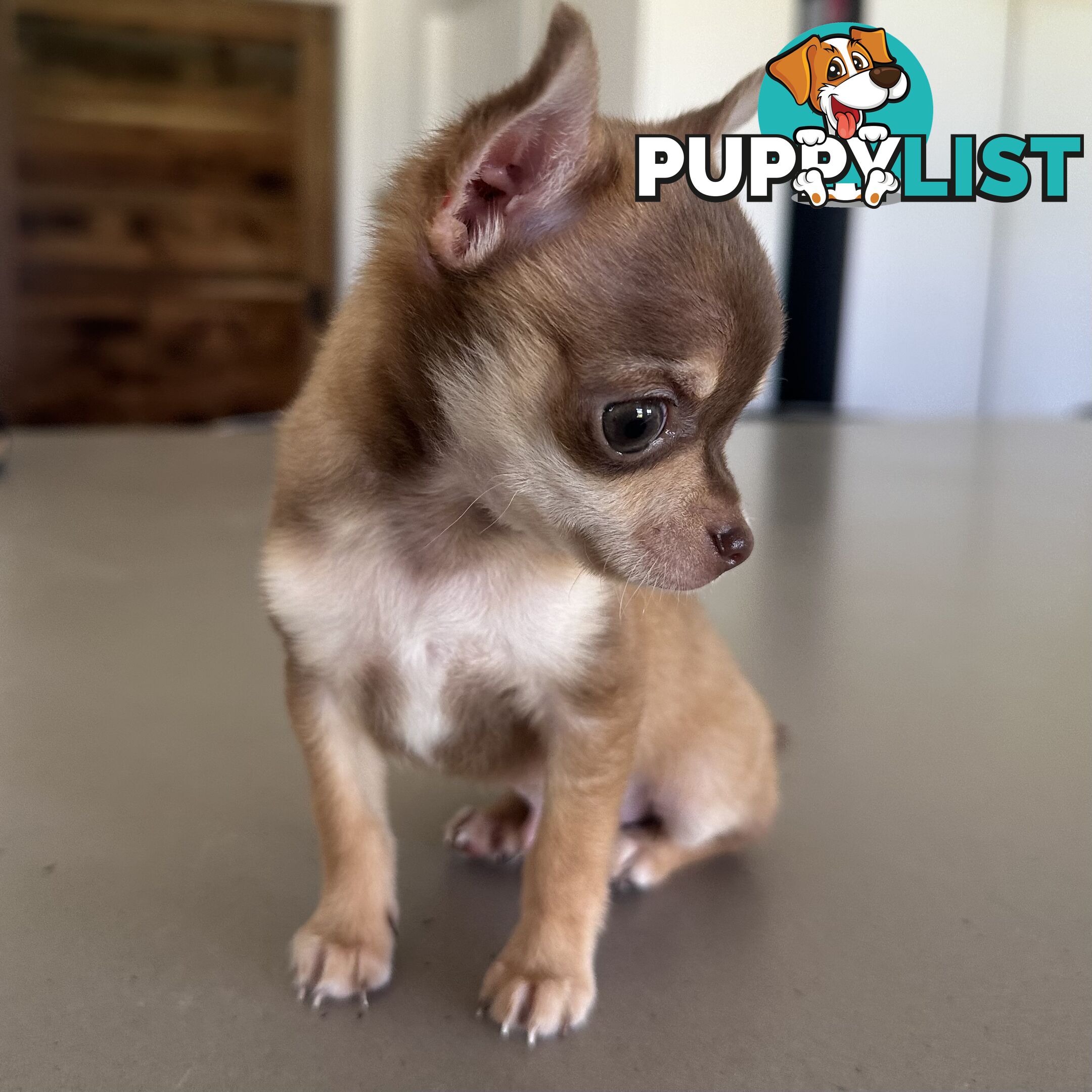 TINY Purebred Applehead Chihuahua