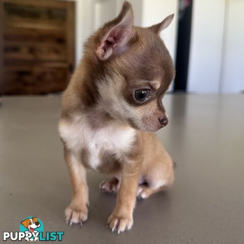 TINY Purebred Applehead Chihuahua