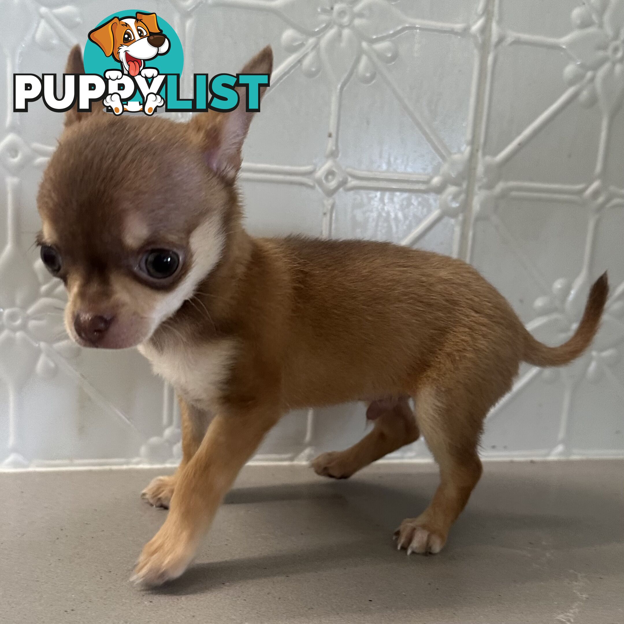 TINY Purebred Applehead Chihuahua