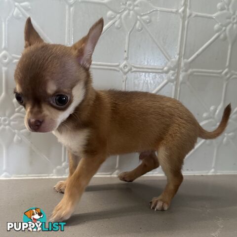 TINY Purebred Applehead Chihuahua