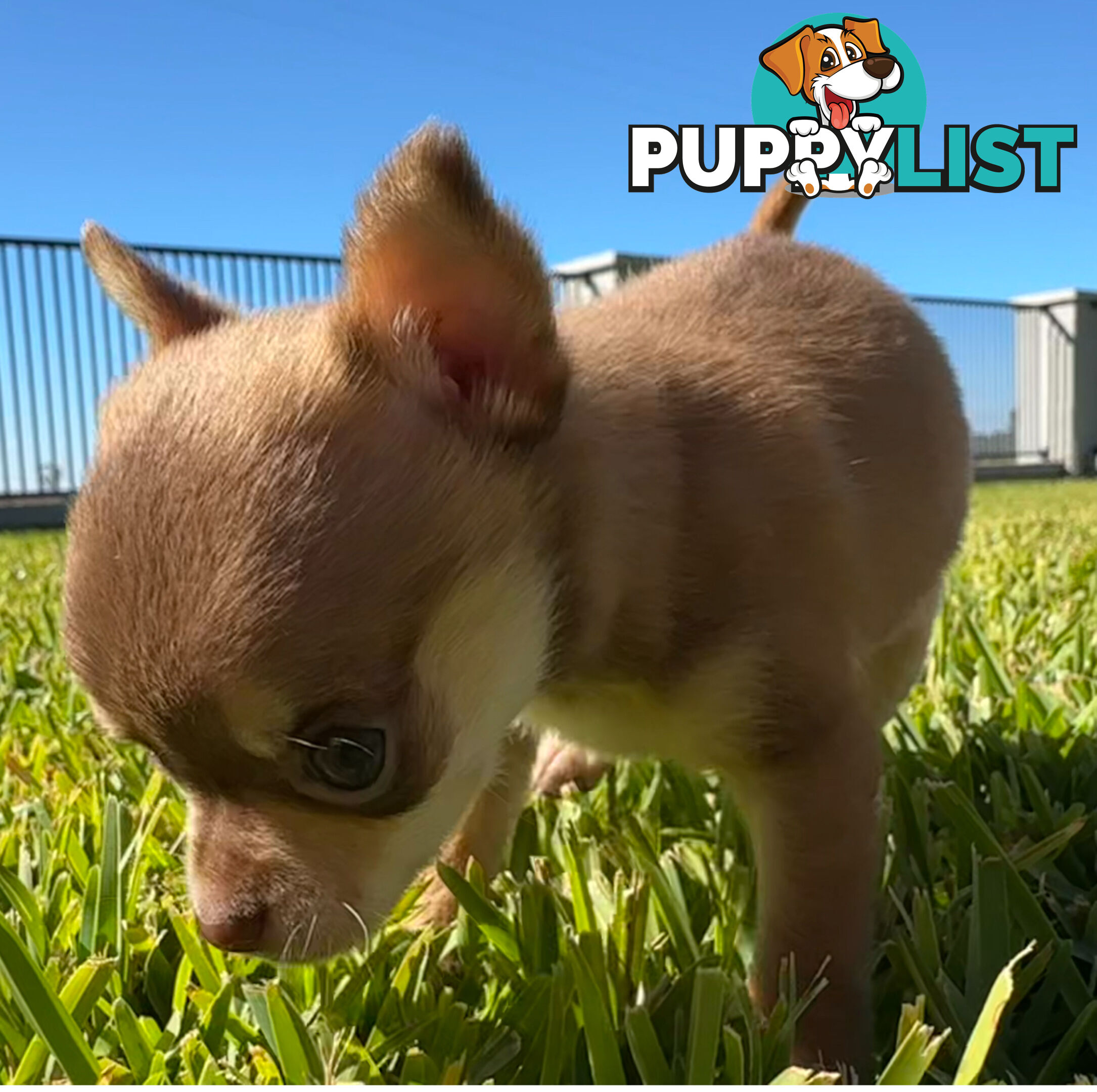 TINY Purebred Applehead Chihuahua
