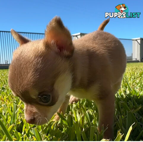 TINY Purebred Applehead Chihuahua