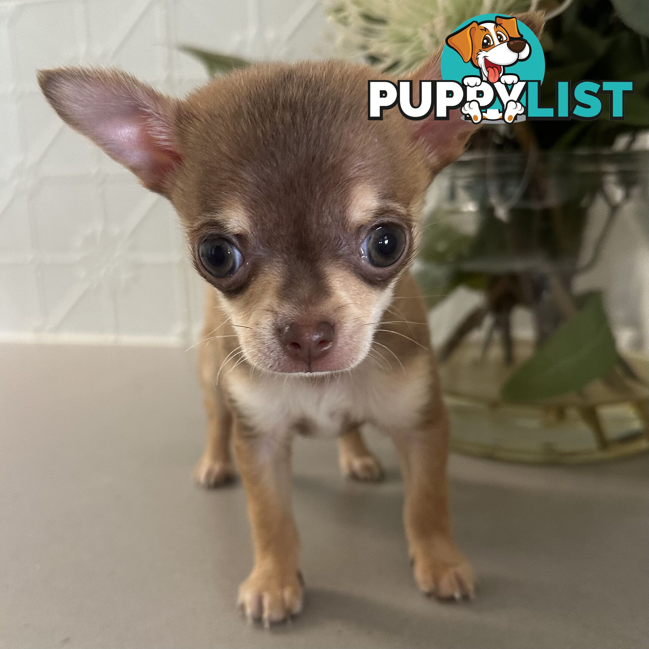 TINY Purebred Applehead Chihuahua
