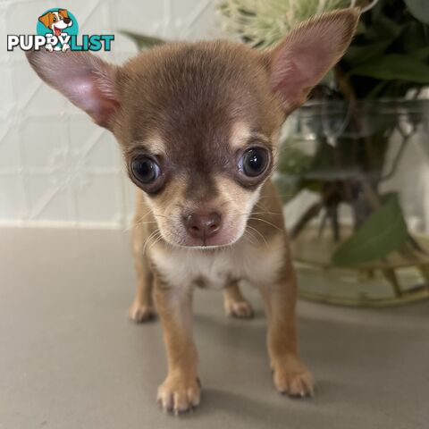 TINY Purebred Applehead Chihuahua