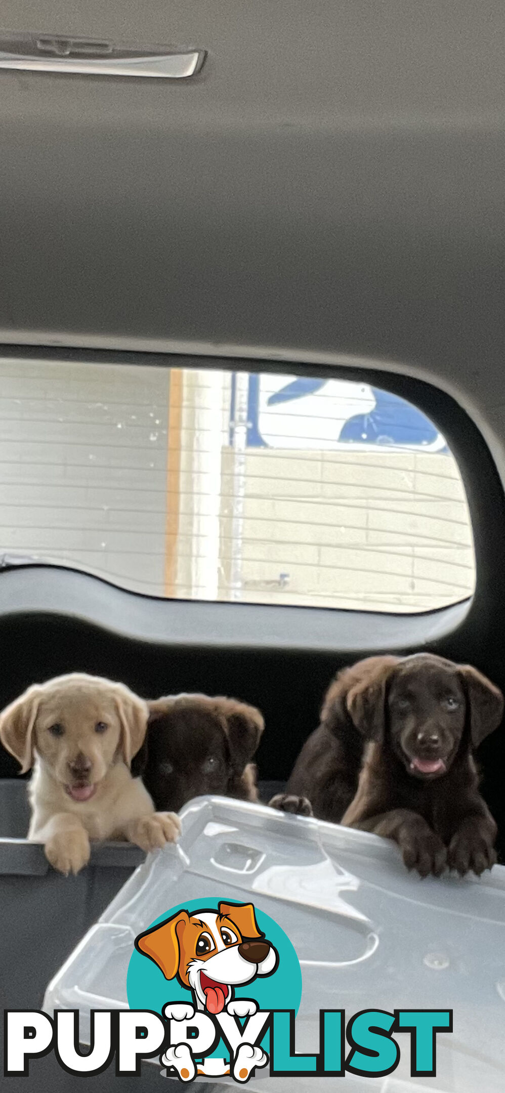 Beautiful Labradoodles- excellent with special needs children