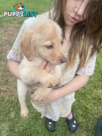 Beautiful Labradoodles- excellent with special needs children