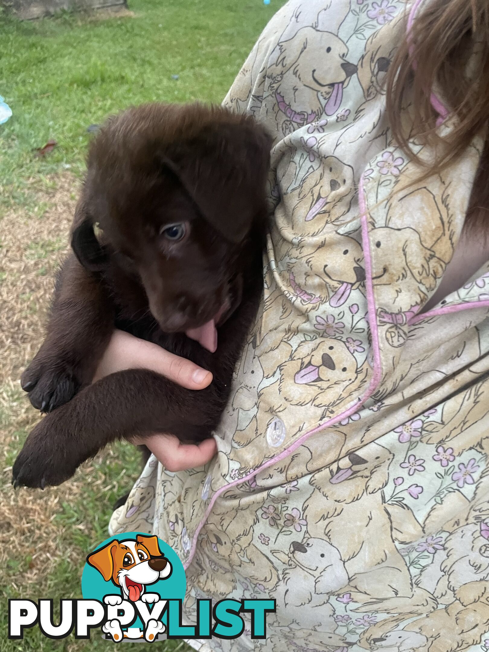 Beautiful Labradoodles- excellent with special needs children