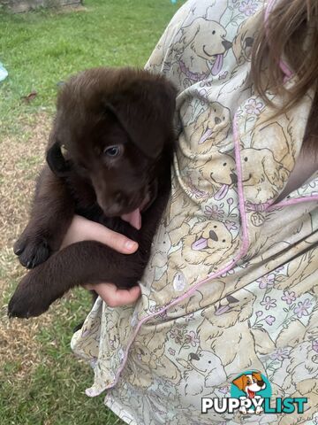 Beautiful Labradoodles- excellent with special needs children