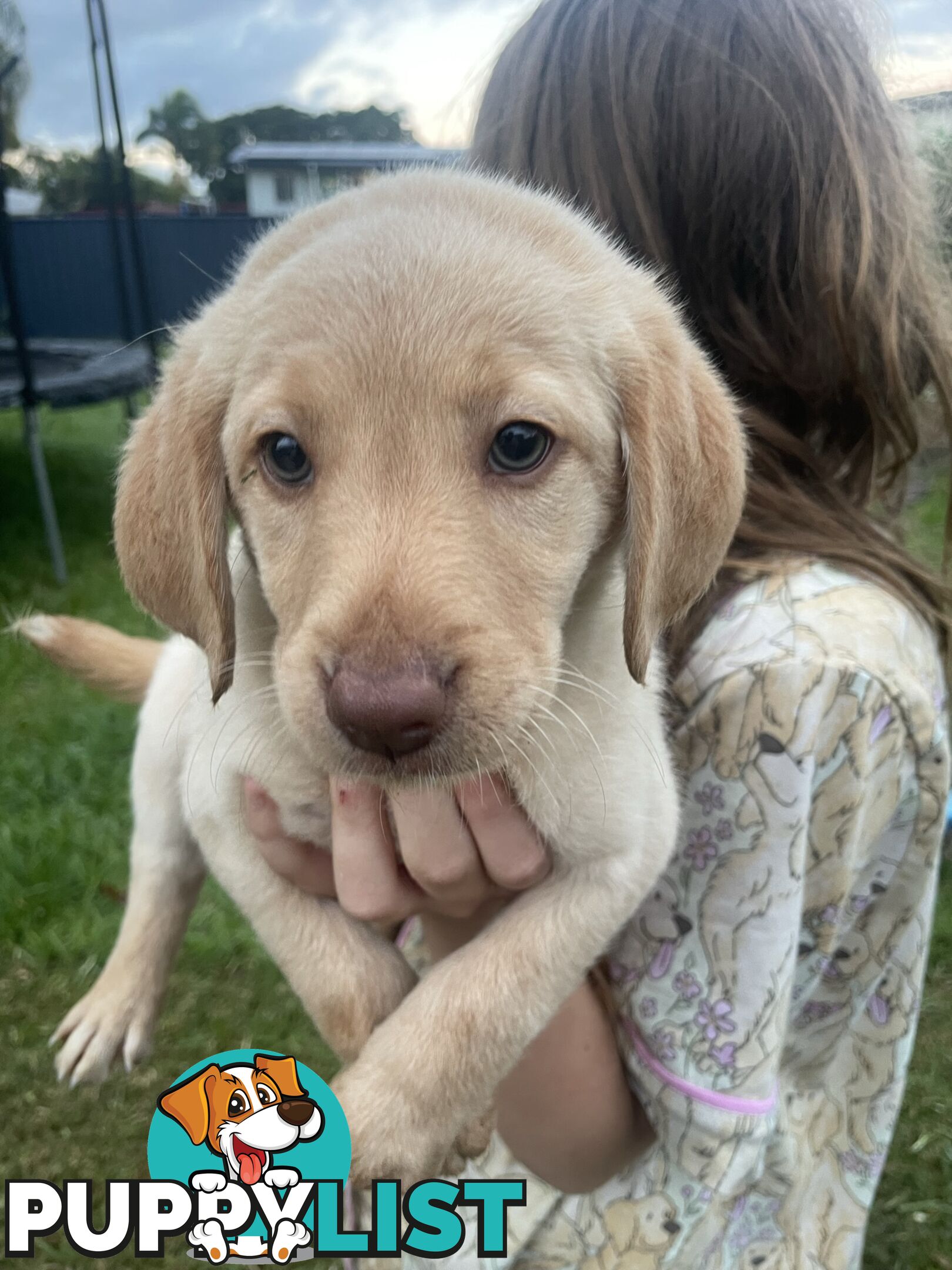 Beautiful Labradoodles- excellent with special needs children