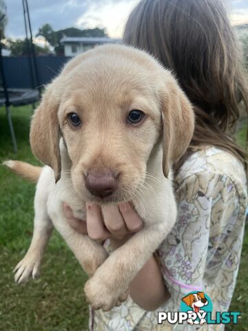 Beautiful Labradoodles- excellent with special needs children