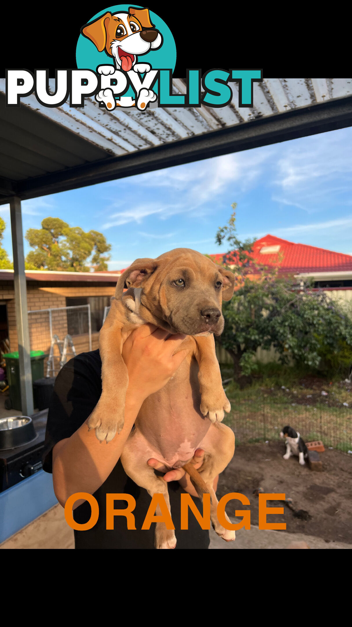 American Staffordshire terrier