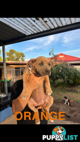 American Staffordshire terrier