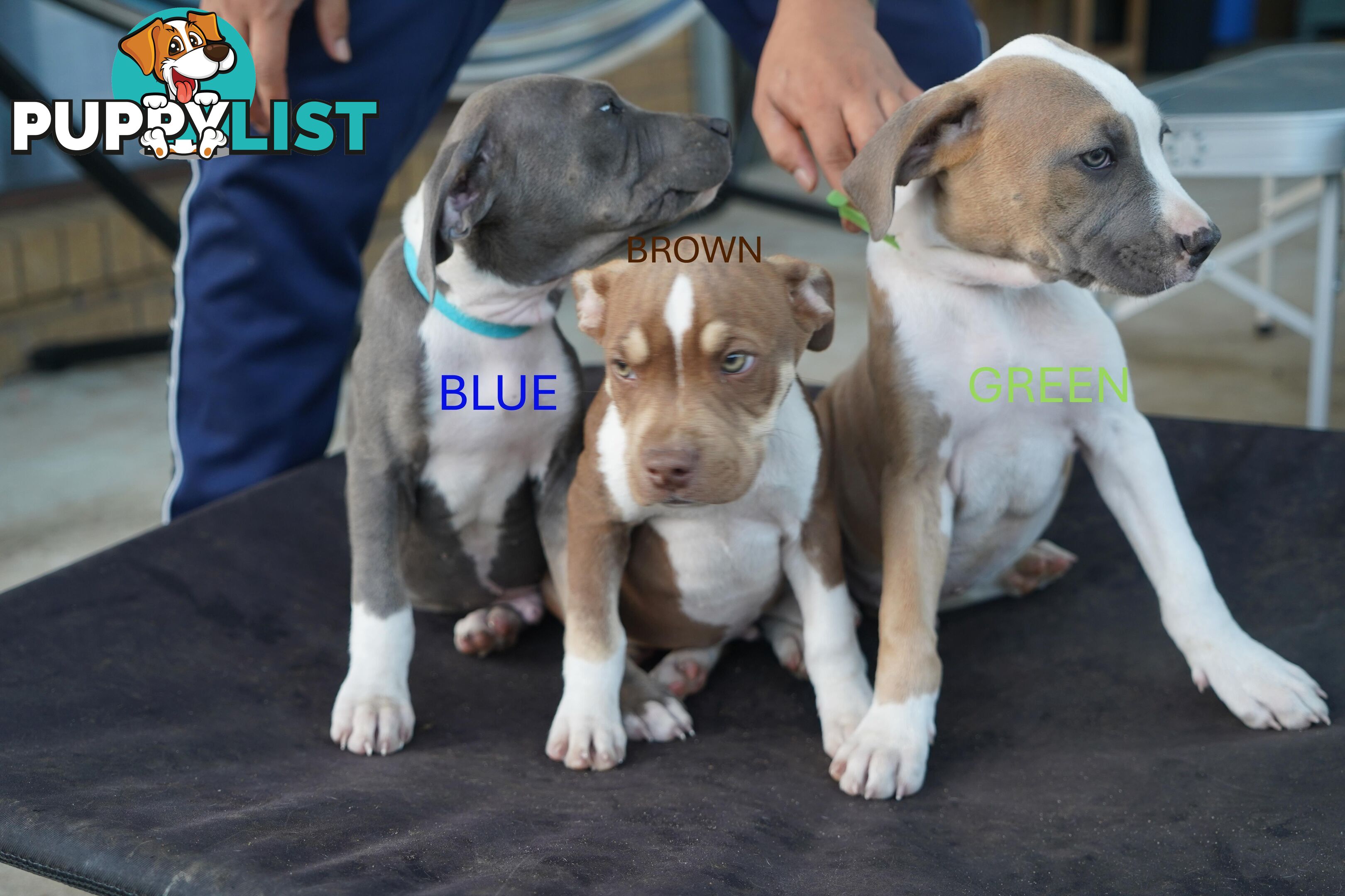 American Staffordshire terrier