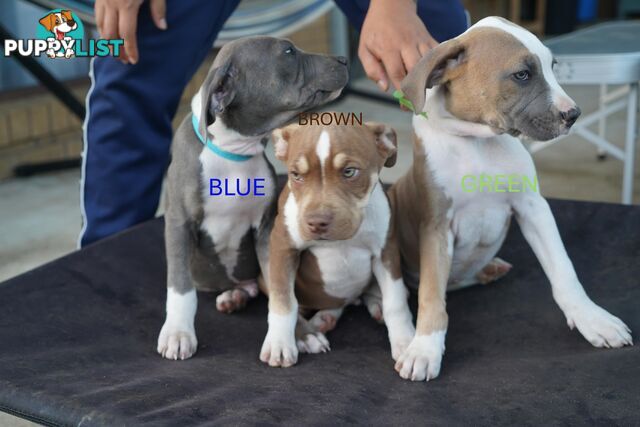 American Staffordshire terrier