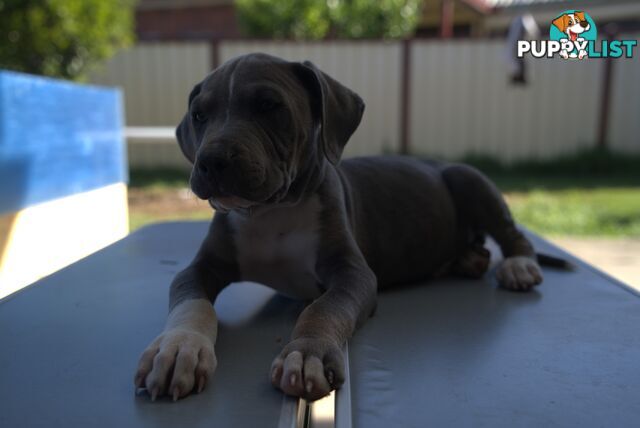 American Staffordshire terrier