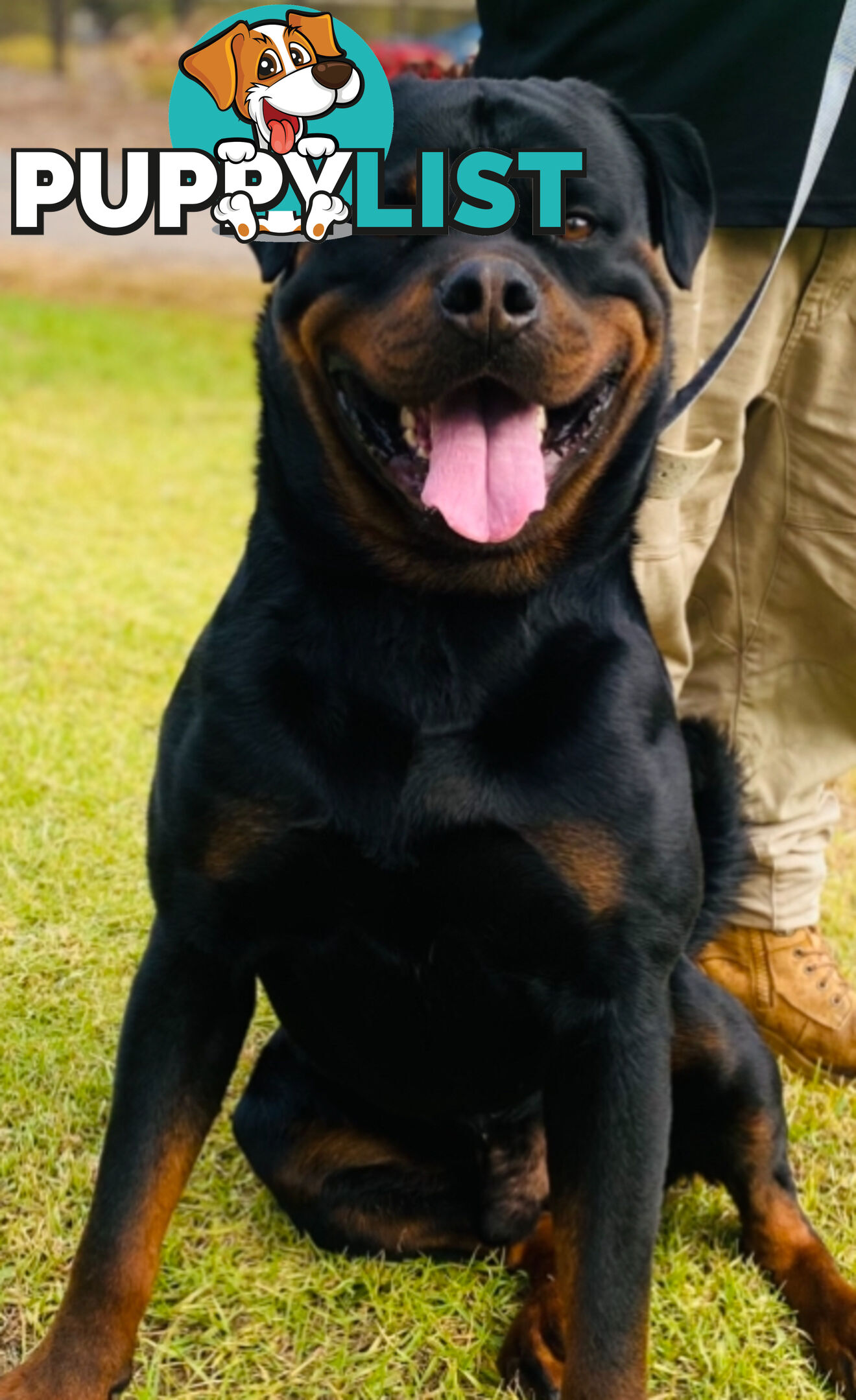 Rottweiler puppies for sale